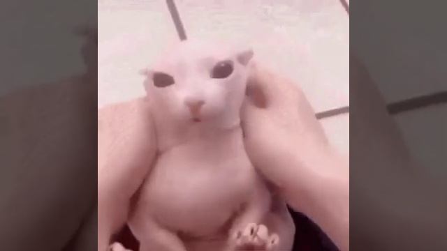 Bingus gif with terraria music over in the background смотреть онлайн