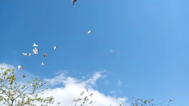 Наши бойные Голуби! От погоды зависит многое. смотреть онлайн