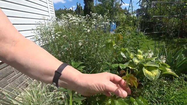 ВЛОГ Новые растения / Розы , хосты и лилии посаженные весной 27 июня 2018 г. смотреть онлайн