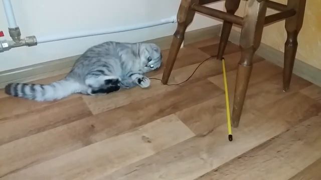 Игры Котенка Ночью ? Шотландская Вислоухая Кошка ночью не спит Котенок играет Скоттиш фолд смотреть онлайн