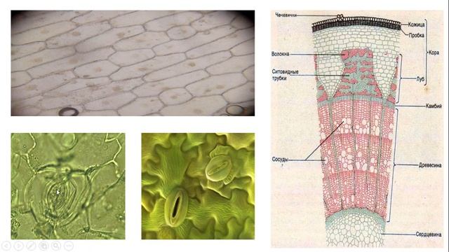 Урок №8.1 "Ткани растений" смотреть онлайн