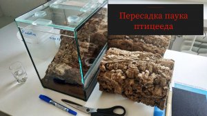 Пересадка и подготовка террариума для паука птицееда. От А до Я