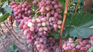 Сорт винограда Парижанка