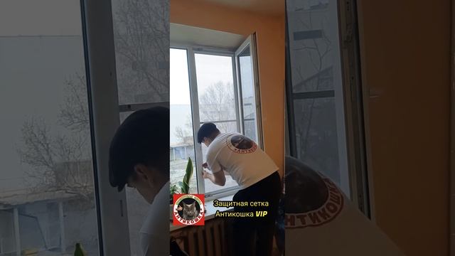 Защитная сетка Антикошка VIP от выпадения из окон кошек. #антикошка #кошки #коты #краснодар #окна смотреть онлайн