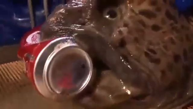 Морской черт живёт после смерти! смотреть онлайн