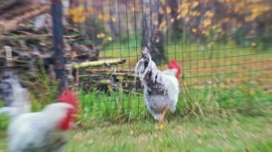 Борковская Барвистая порода кур. В чем их преимущества, условия содержания, и стоит ли заводить ?