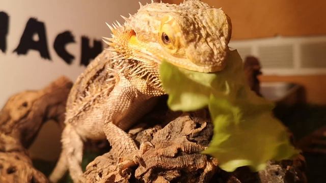Agama "Plate" Bearded Dragon\Бородатая агама Тарелка смотреть онлайн