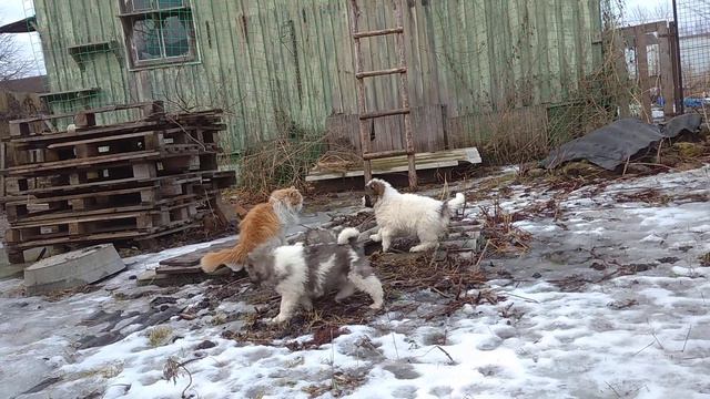 Рыжий нянь, часть1 смотреть онлайн