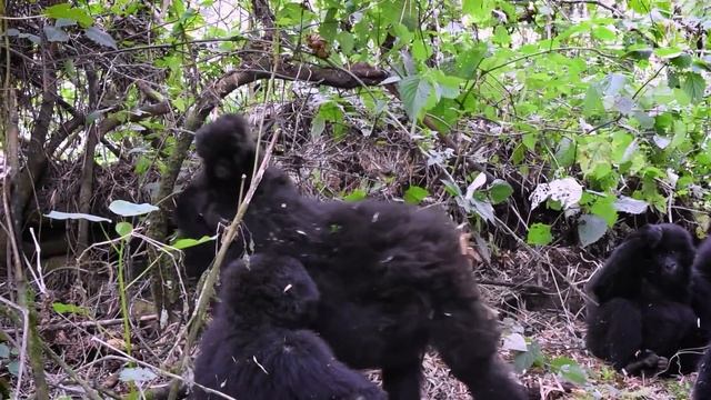 ГОРИЛЛЫ - короли джунглей! Грозные и не менее умные обезьяны, с которыми лучше не шутить! смотреть онлайн