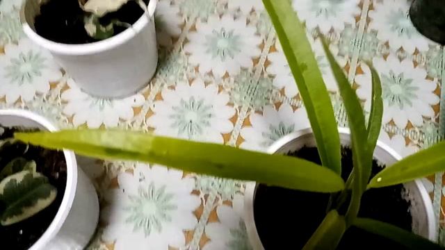 Комнатные растения. Обзор фикусов из личной коллекции. смотреть онлайн