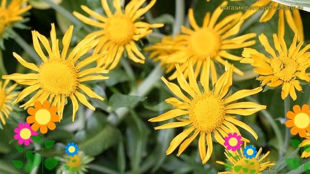 Гелениум Гупеса. Краткий обзор, описание характеристик, где купить рассада helenium autumnale смотреть онлайн
