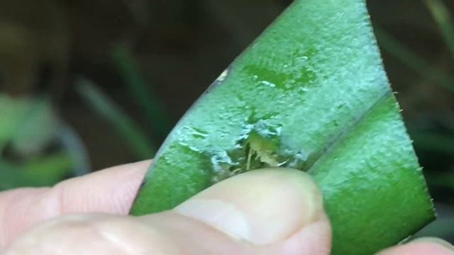 Що це? Хвороба? Шкідники? «Слідство ведуть колобки»