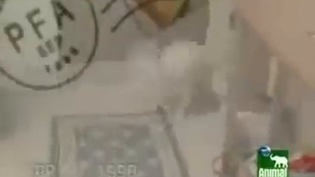 AniMail Call смотреть онлайн