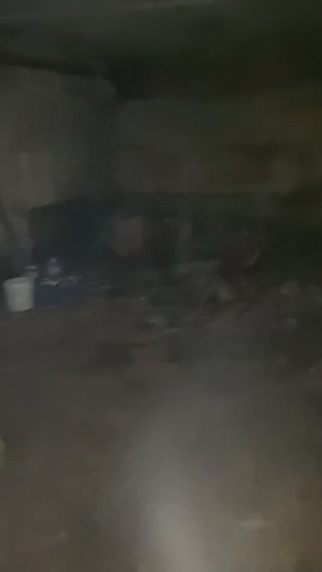 Обработка подвала от блох