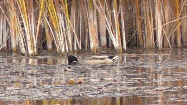 Охота на утку 2020. ПЕРЕЛЕТНАЯ КРЯКВА уже на болотах! смотреть онлайн