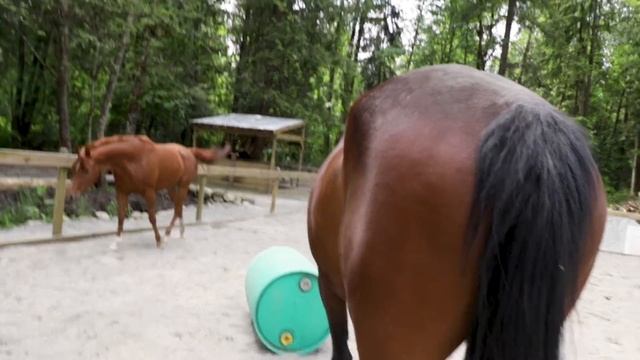 Baby Gracie's First Time With All Our Horses At Once (Extended Version) смотреть онлайн