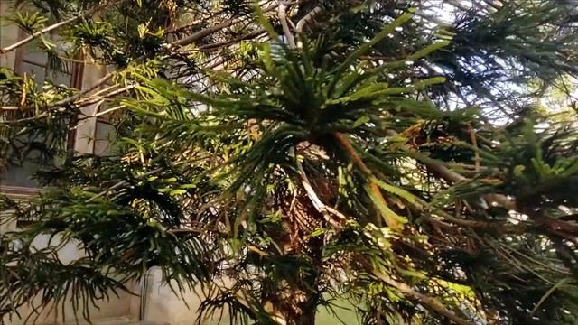 Norfolk Island Pine / Monkey Puzzle Tree (Araucaria heterophylla, Araucaria excelsa) смотреть онлайн