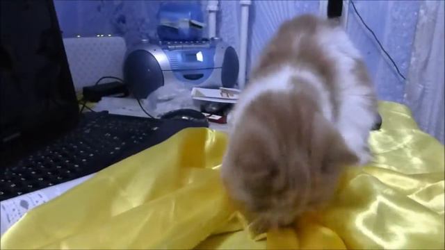 Порядок по-кошачьи / cat orderliness смотреть онлайн