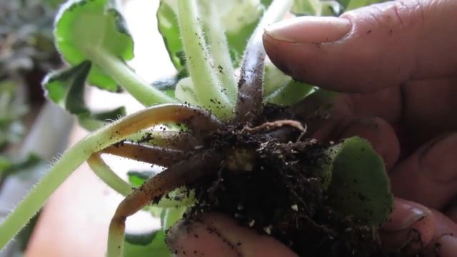 ОТГНИВАЮТ ЛИСТЬЯ У ФИАЛКИ Проблема проблемная смотреть онлайн