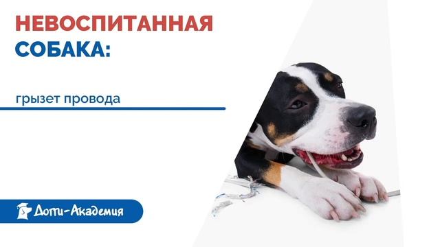 Собака не слушается хозяина. Почему и что делать? смотреть онлайн
