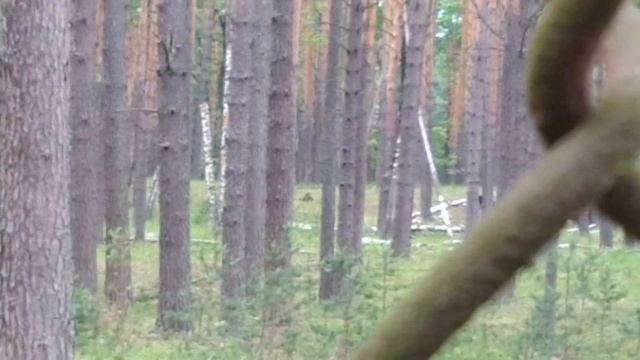 Едем в Окский заповедник.Рязанская область Спасский район. смотреть онлайн