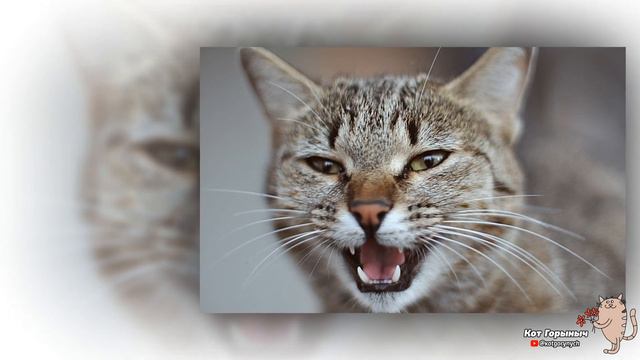 Санобработка смотреть онлайн