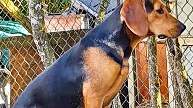 Serbian Hound - TOP 10 Interesting Facts - Serbian Tricolor Hound смотреть онлайн