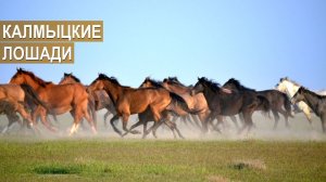 Калмыцкие лошади. Племенной завод Кировский