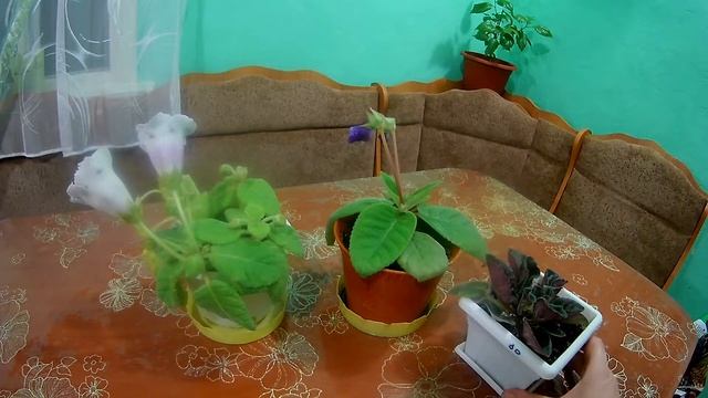 Глоксиния обгорела смотреть онлайн