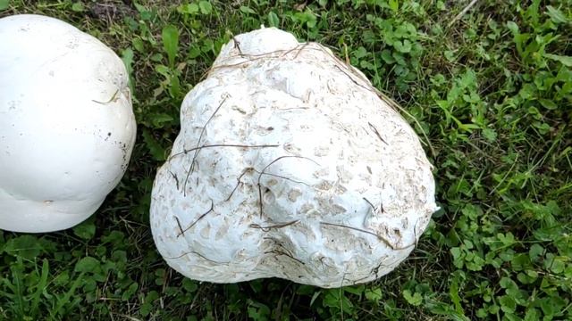 Секреты Профессионального Развития