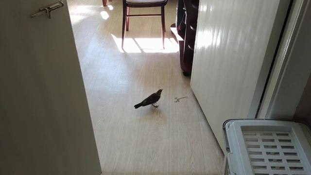 Дрозд рябинник Гвоздик. Кошкина игрушка смотреть онлайн