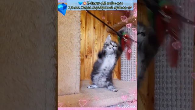 💙💥 Серебряно-мраморный котик мейн-кун😻 Возраст 1,5 мес. Можно забронировать 💥#екатеринбург #мейнкун смотреть онлайн