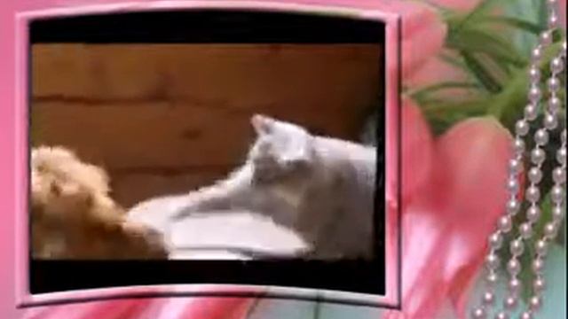 Боевые коты! смотреть онлайн