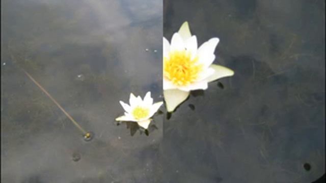 Кувшинки на воде смотреть онлайн