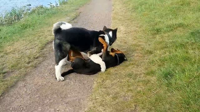 Rottweiler Vs Akita
