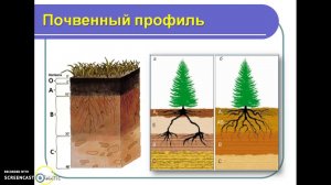 Почвы России