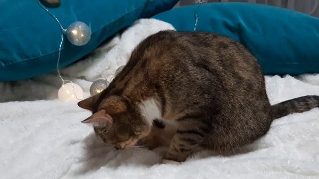 Фигурка тигра смотреть онлайн