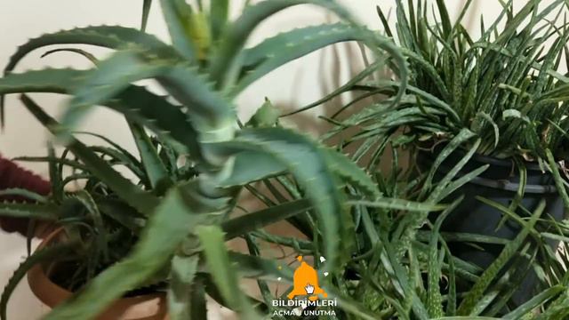 ALOE VERA NASIL COŞAR, ALO VERA BAKIMI, ALOE VERA KIŞ BAKIMI, ALOE VERA ÇOĞALTMA, ALOE VERA смотреть онлайн