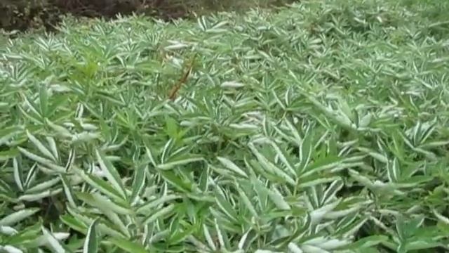 Рассказ про траву сабельник-болотный. г.Киров смотреть онлайн