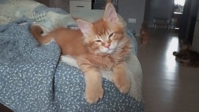 Рыжий котёнок мейн кун полидакт 😽😽😽 смотреть онлайн