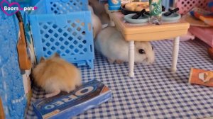 ХОМЯЧКИ у ВРАЧА 🐹