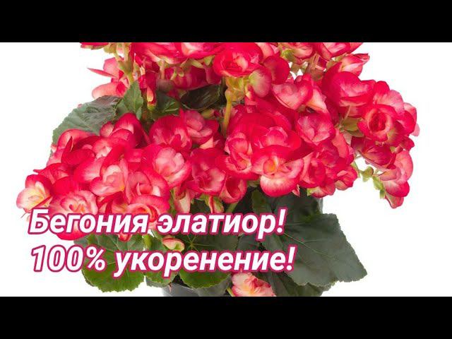 Бегония элатиор! Черенкование - 100% укоренение. смотреть онлайн