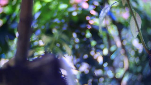 Nikon 1 J5 + Fujian F1.4 Testing Video