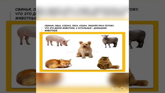 Старшая группа Дикие животные смотреть онлайн