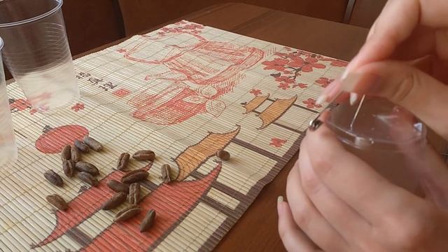 Часть 2. Сажаем Финики из косточек в домашних условиях. Посадка смотреть онлайн