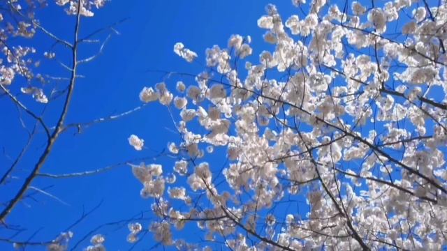 КУПИТ ТЕПЕРЬ ЦЫПЛЯТ! VREDINA LIFE ОБЗОР