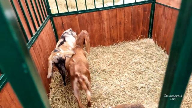 Якутия -выставка - ярмарка "Продовольствие 2022" - агротуризм в Якутии смотреть онлайн