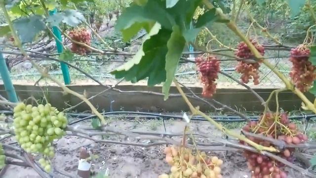 виноград 2018 к-ш Велес селекции Загорулько В.В. смотреть онлайн