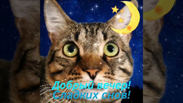 #коты #кошки #котики #новинка Добрый вечер! смотреть онлайн