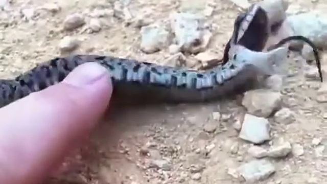 Смертаносный змей укусил человека смотреть онлайн